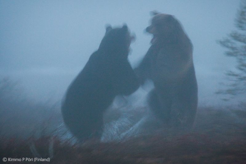  Wildlife Photographer of the Year 2012 (39 )