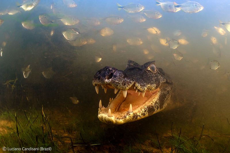  Wildlife Photographer of the Year 2012 (39 )