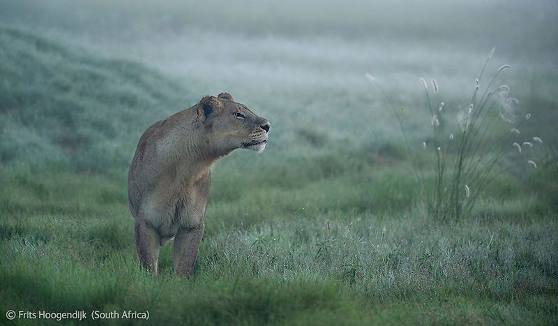  Wildlife Photographer of the Year 2012 (39 )