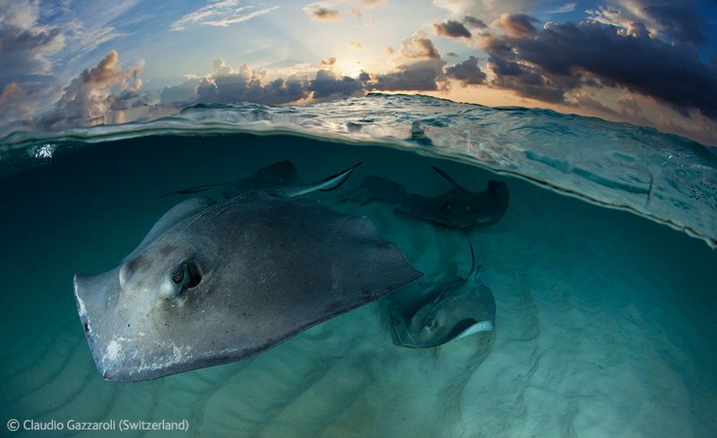  Wildlife Photographer of the Year 2012 (39 )