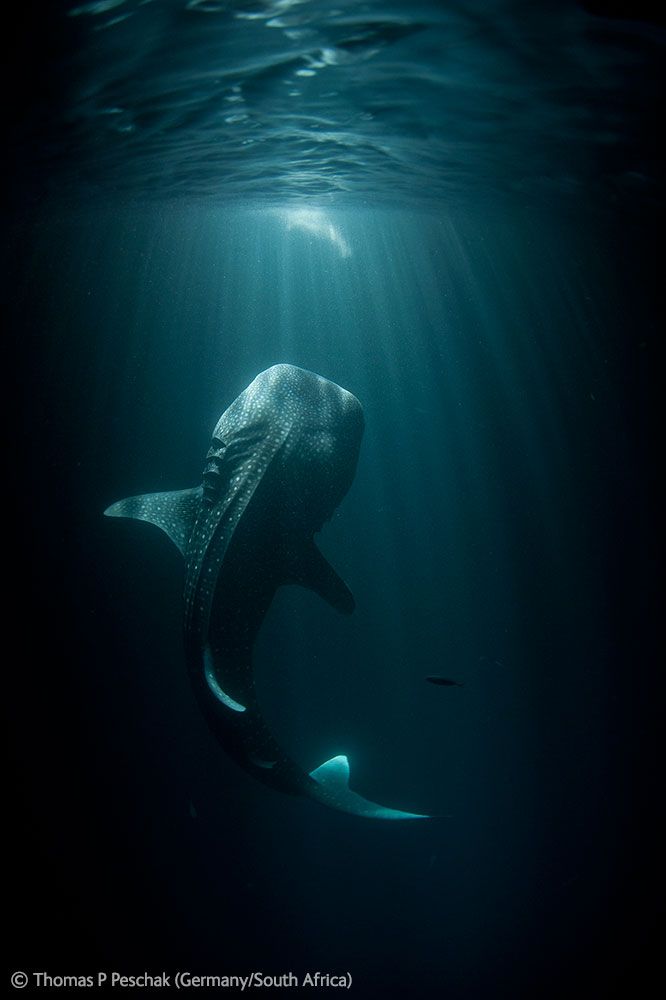  Wildlife Photographer of the Year 2012 (39 )