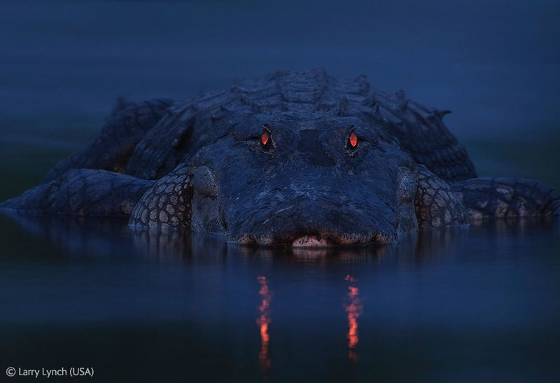  Wildlife Photographer of the Year 2012 (39 )