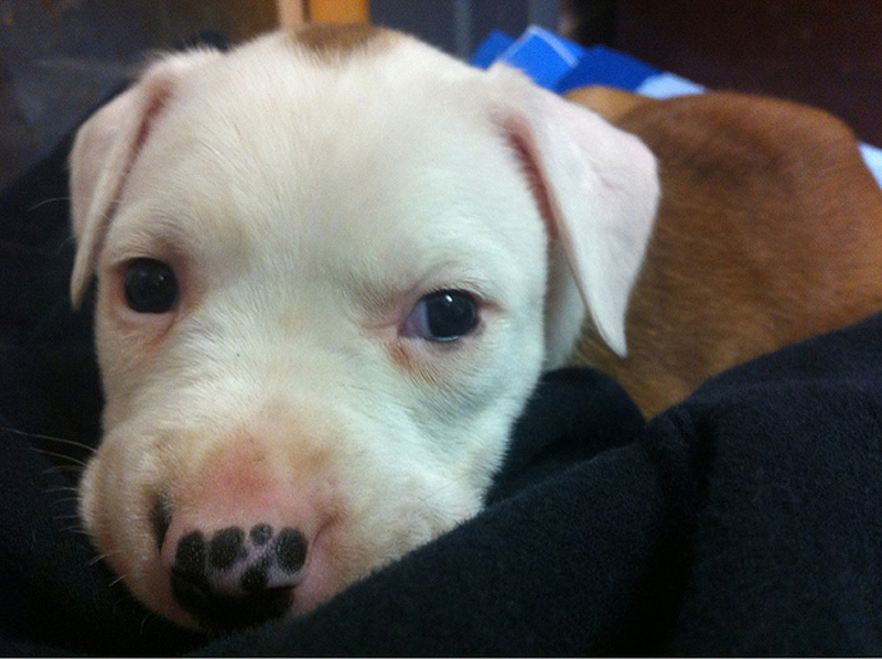 Adorable Pit Bull Puppy 2   