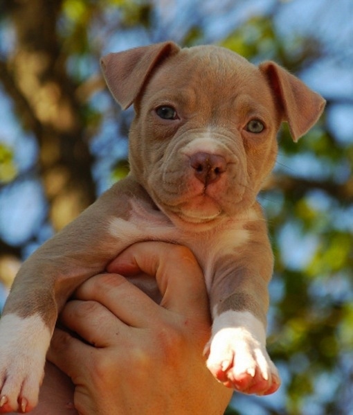 Adorable Pit Bull Puppy 4   