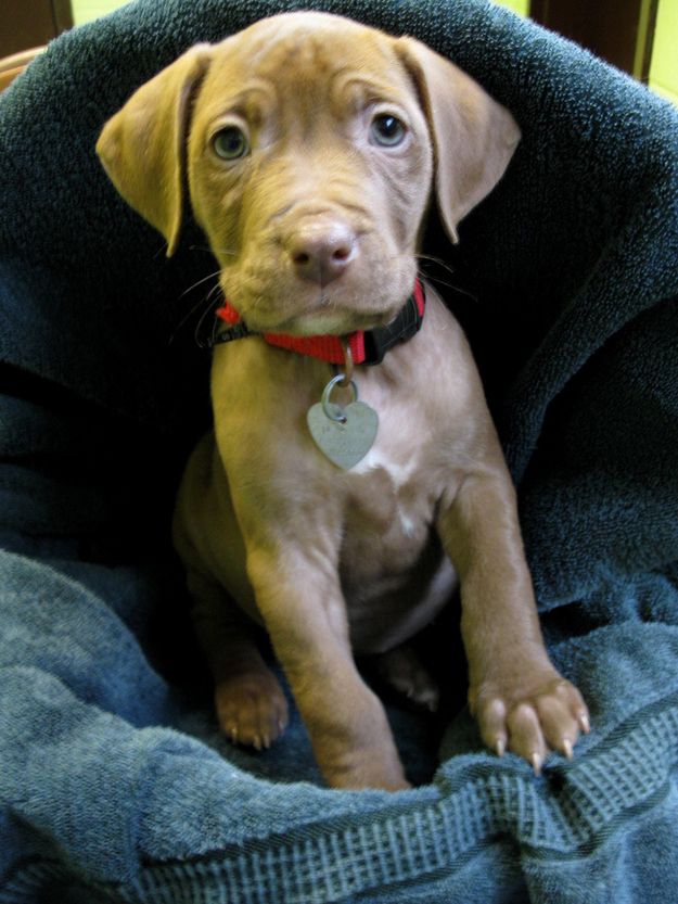 Adorable Pit Bull Puppy 5   