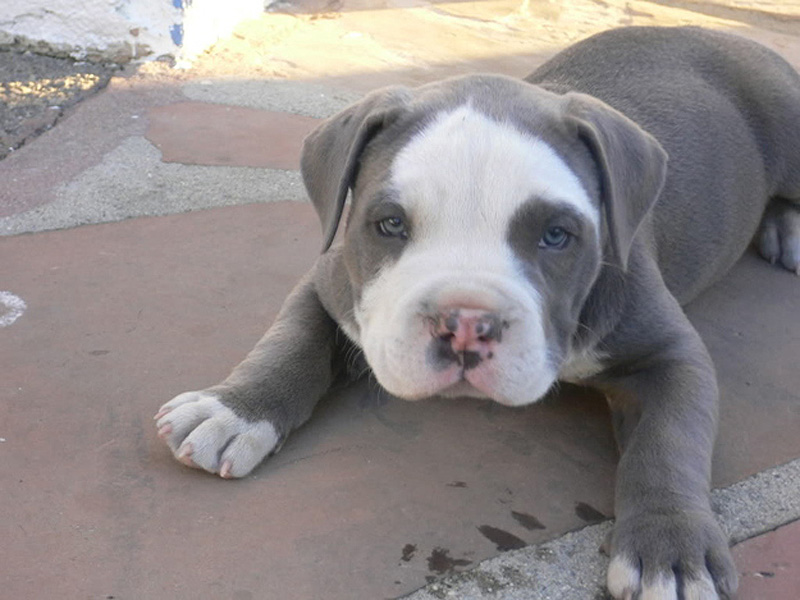 Adorable Pit Bull Puppy 6   