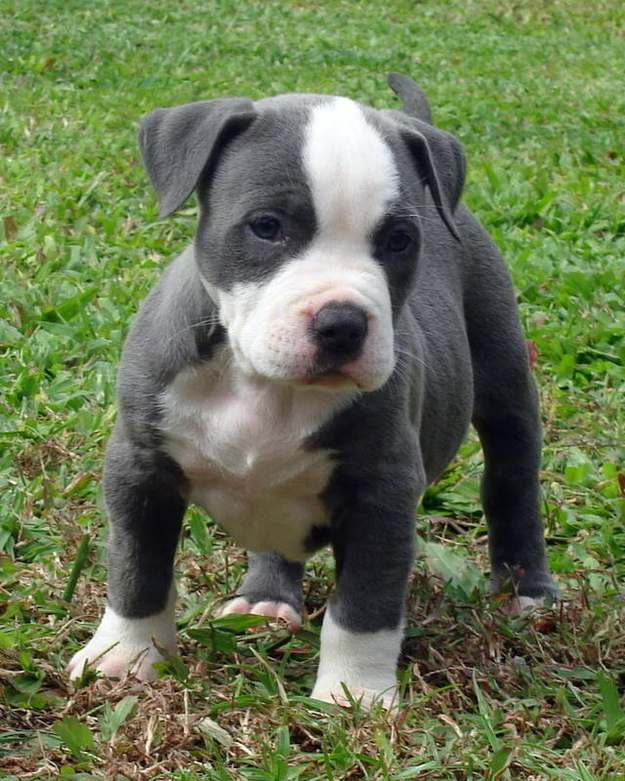 Adorable Pit Bull Puppy 8   