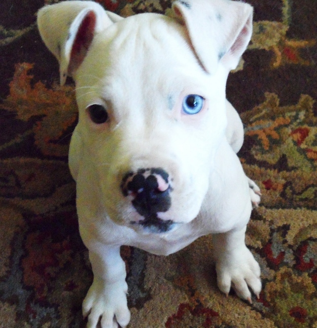 Adorable Pit Bull Puppy 9   