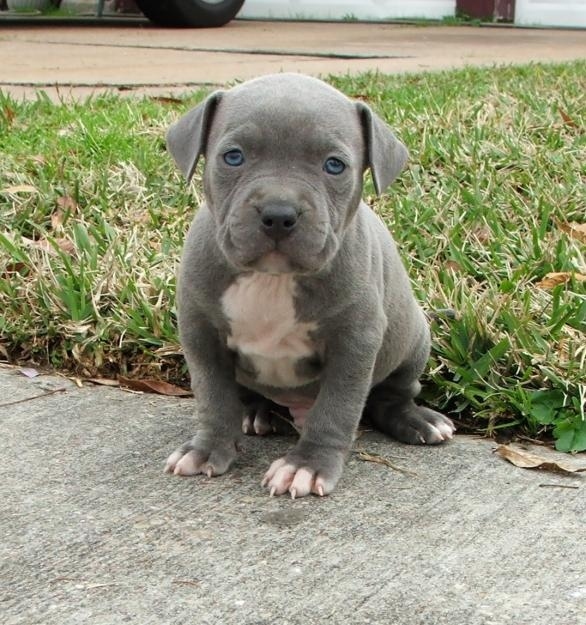 Adorable Pit Bull Puppy 10   