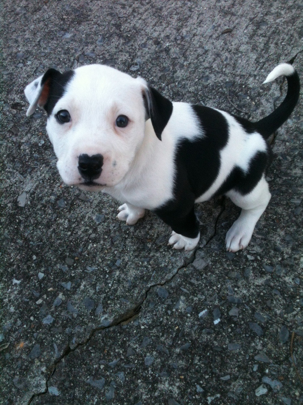 Adorable Pit Bull Puppy 11   