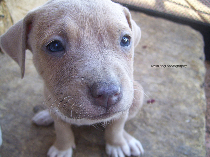 Adorable Pit Bull Puppy 13   