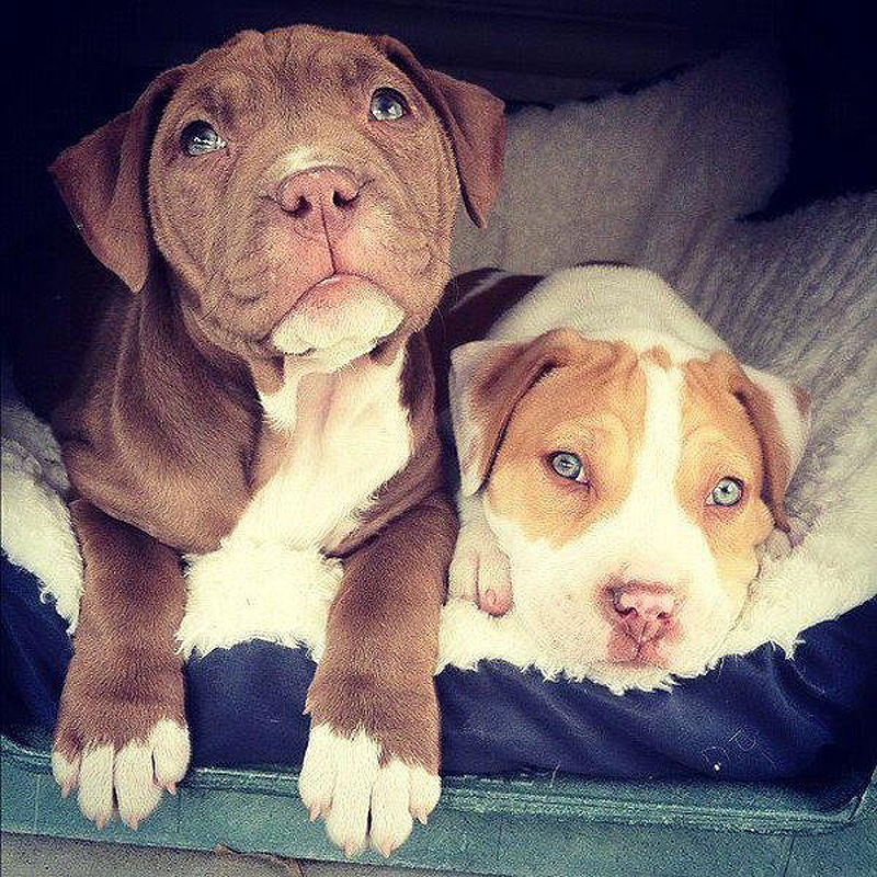 Adorable Pit Bull Puppy 15   