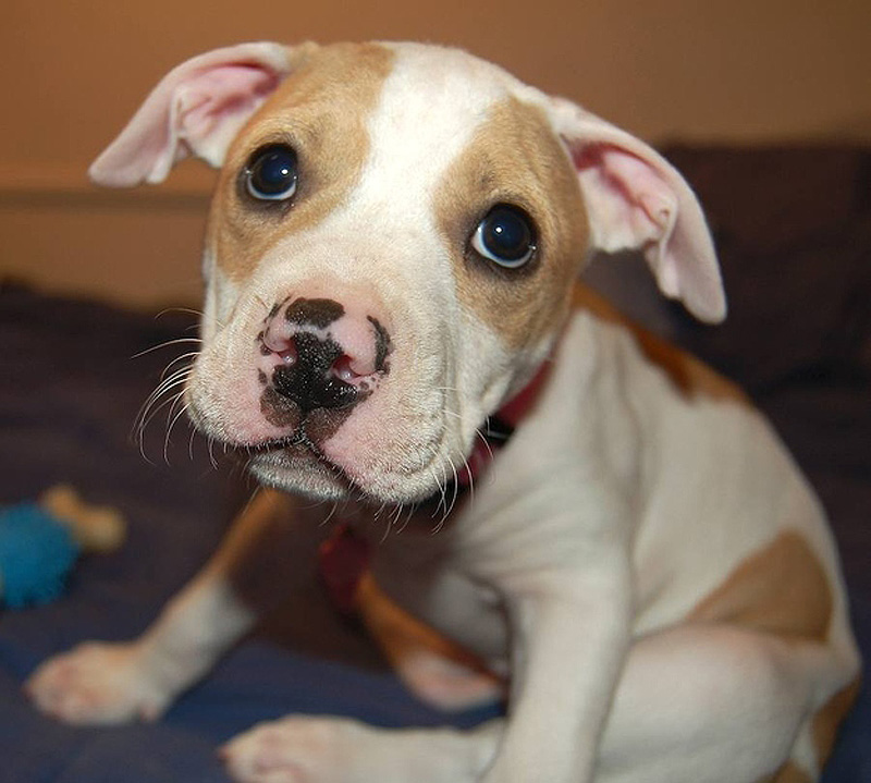 Adorable Pit Bull Puppy 17   