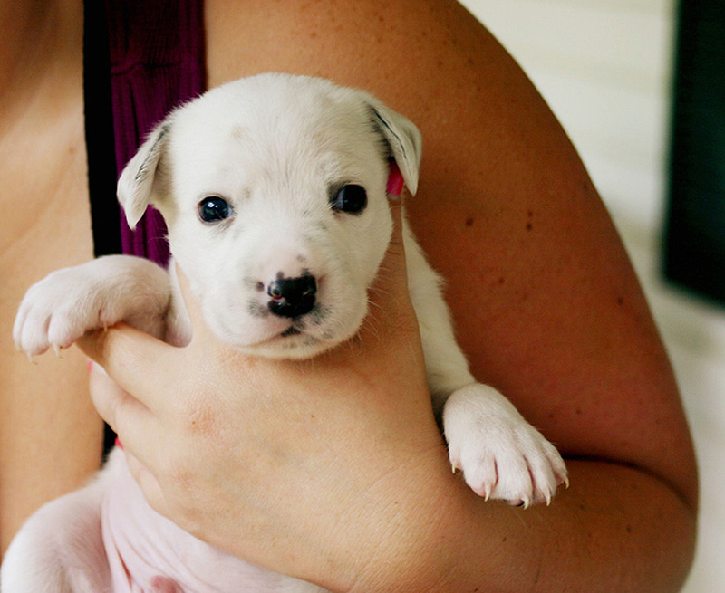 Adorable Pit Bull Puppy 20   