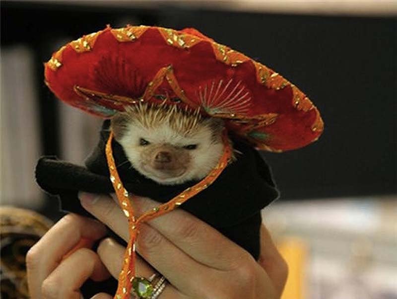 Hedgehog For Halloween 2     