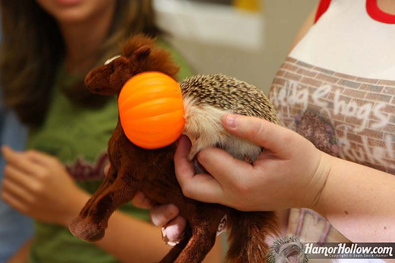 Hedgehog For Halloween 3     
