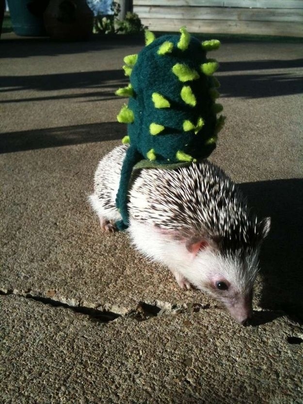 Hedgehog For Halloween 4     
