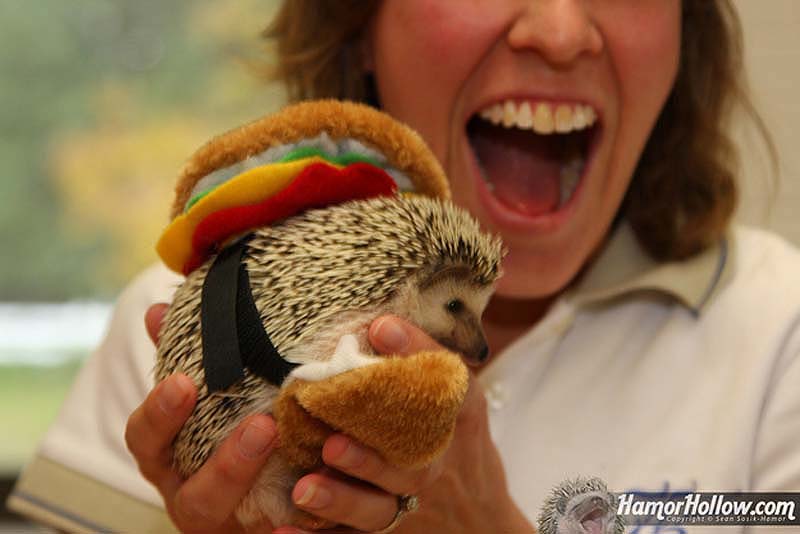 Hedgehog For Halloween 5     
