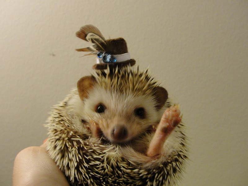 Hedgehog For Halloween 6     