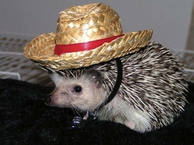 Hedgehog For Halloween 7     