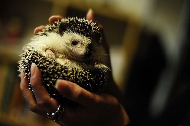 Hedgehog For Halloween 14     