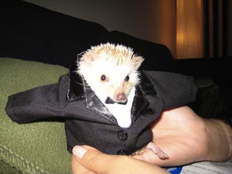 Hedgehog For Halloween 15     