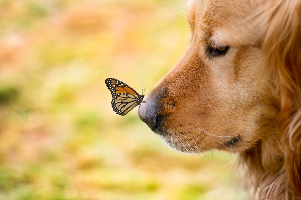 Creative Dog Portraits 3      