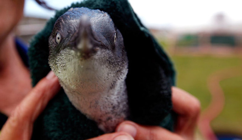 New Zealand Penguins 2   