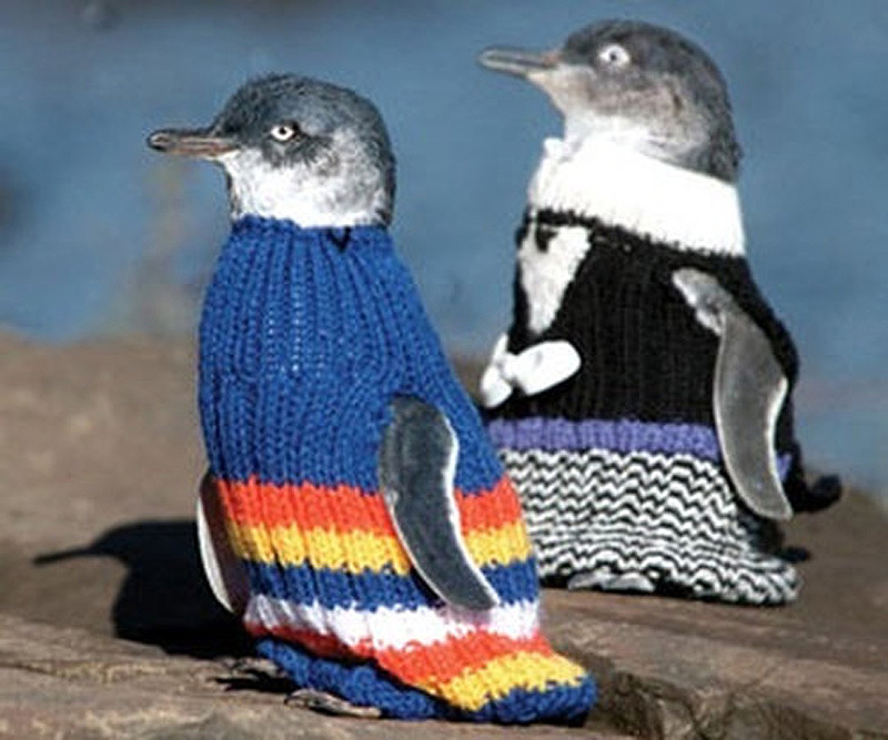 New Zealand Penguins 4   