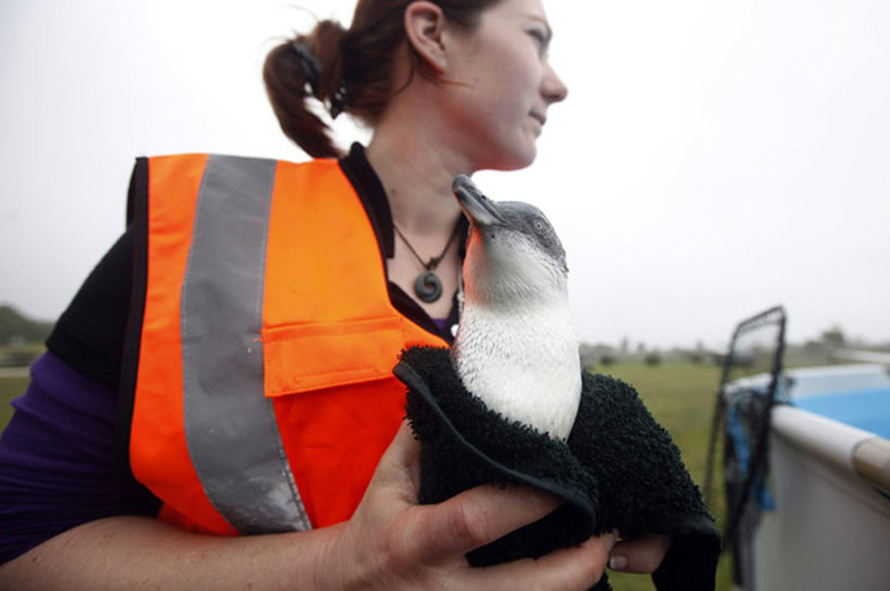 New Zealand Penguins 7   