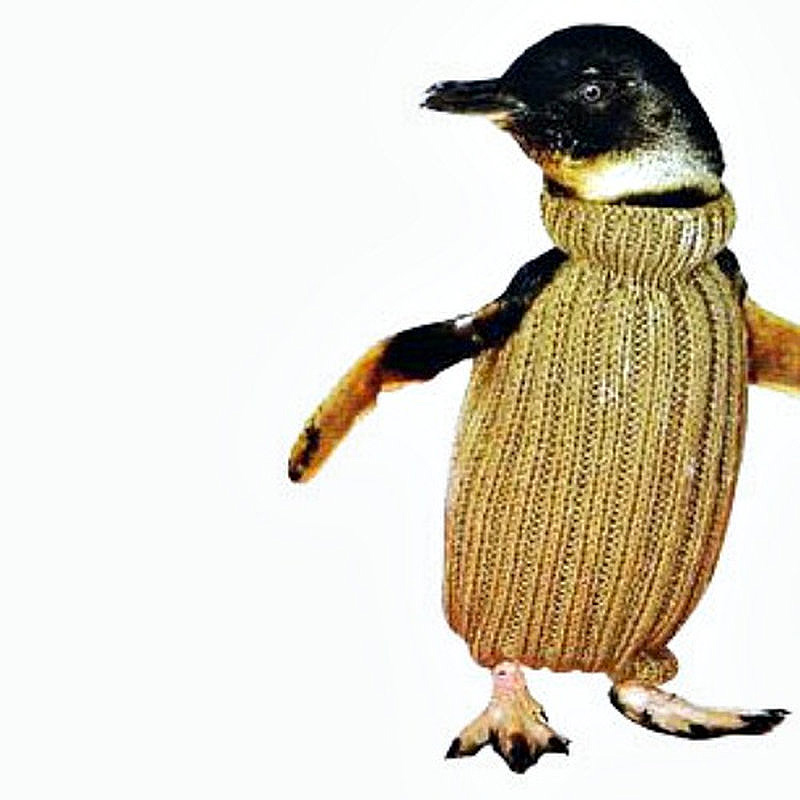 New Zealand Penguins 9   