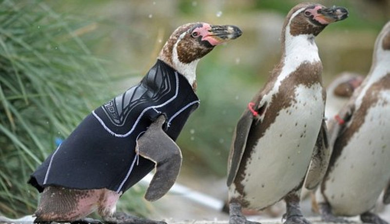 New Zealand Penguins 10   