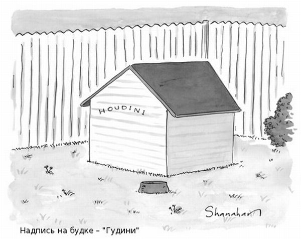    New Yorker (47 )