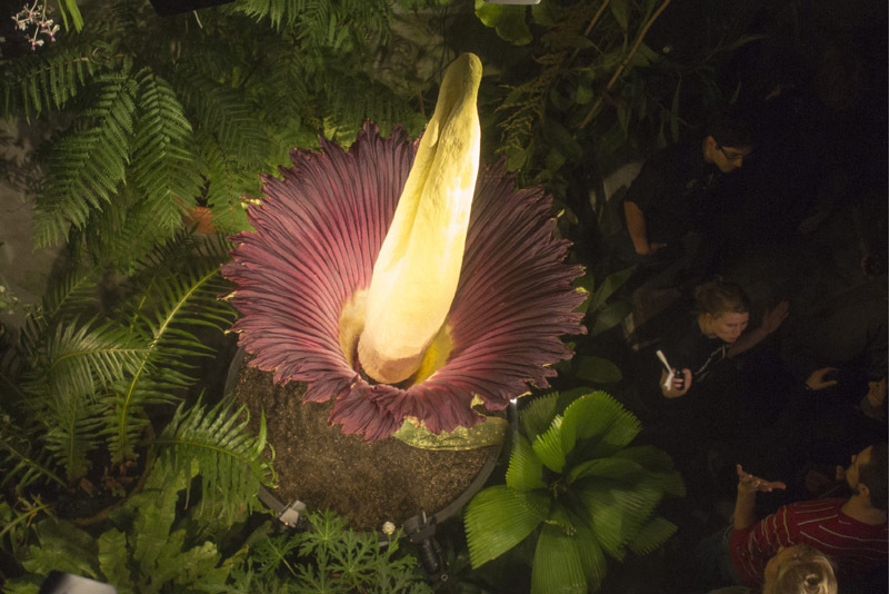 Самый большой в мире цветок (4 фото)