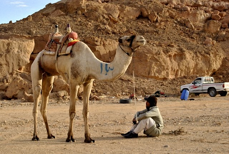 01516 Camel Race,  ,     