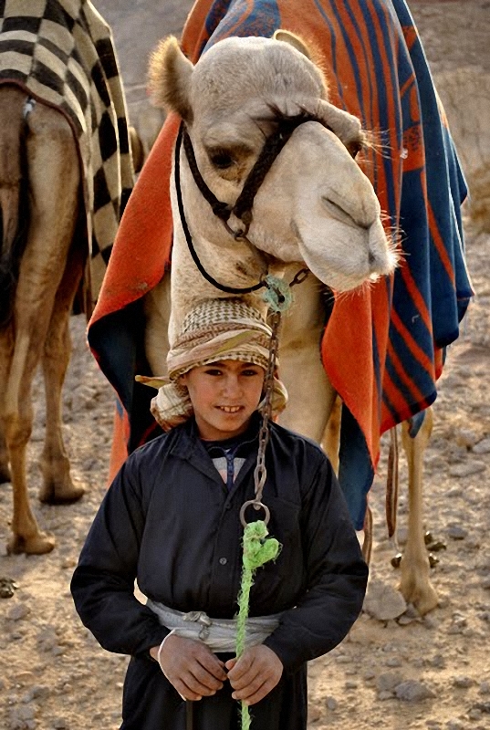 01616 Camel Race,  ,     