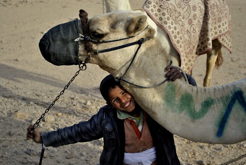 02013 Camel Race,  ,     