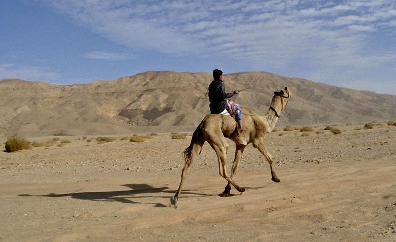 02113 Camel Race,  ,     
