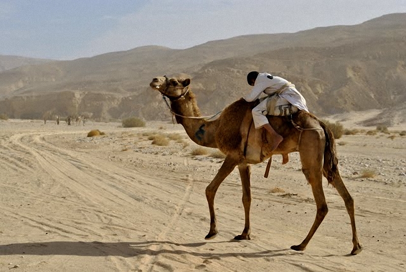 02510 Camel Race,  ,     