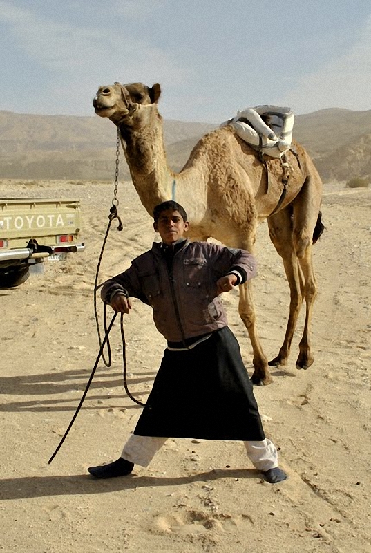 0278 Camel Race,  ,     