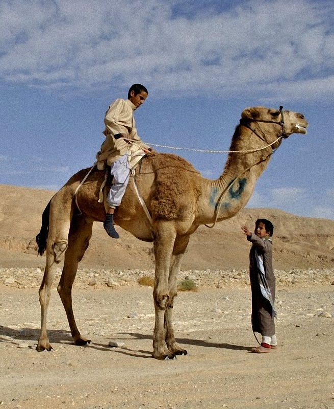 0288 Camel Race,  ,     