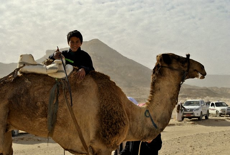 0299 Camel Race,  ,     