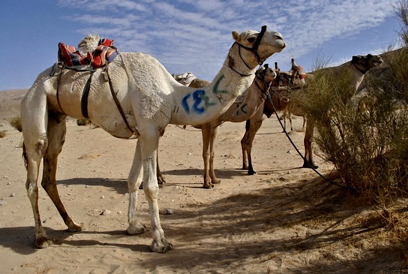 0367 Camel Race,  ,     