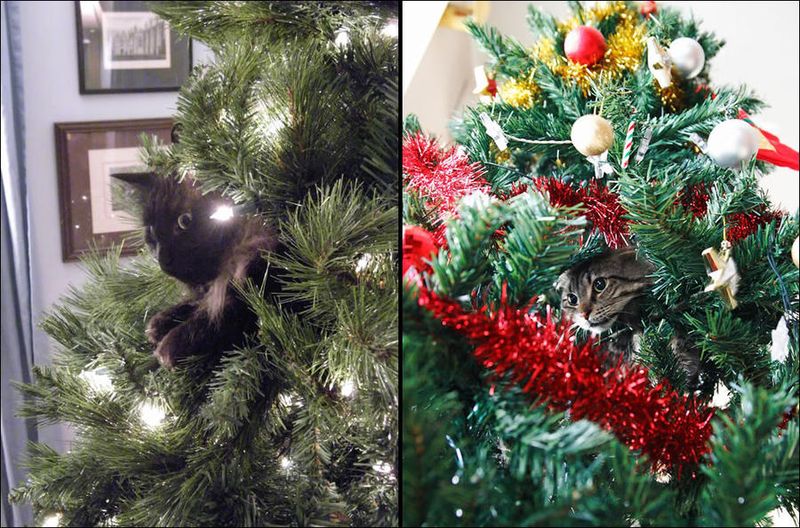 домашние питомцы, елка, кошки, новый год