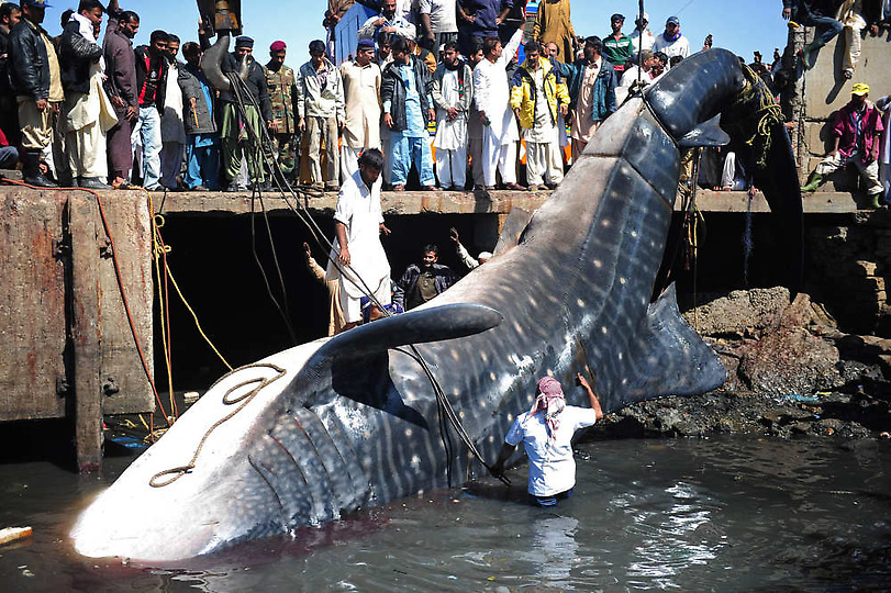 0207127 Мертвую китовую акулу, найденную у побережья Пакистана, продали за $19 тыс.