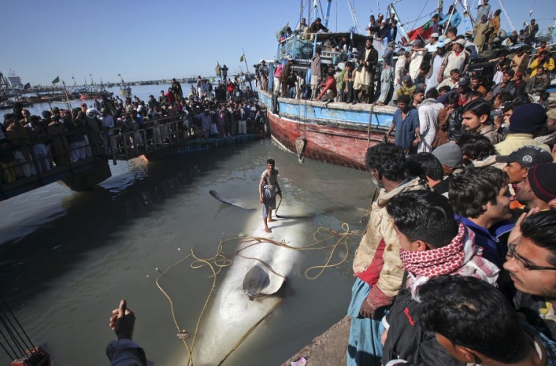 227992 giant whale 800x527 Мертвую китовую акулу, найденную у побережья Пакистана, продали за $19 тыс.