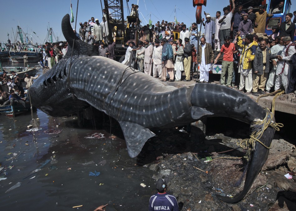 227993 giant whale Мертвую китовую акулу, найденную у побережья Пакистана, продали за $19 тыс.