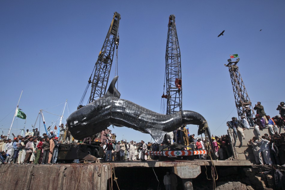 227998 giant whale Мертвую китовую акулу, найденную у побережья Пакистана, продали за $19 тыс.