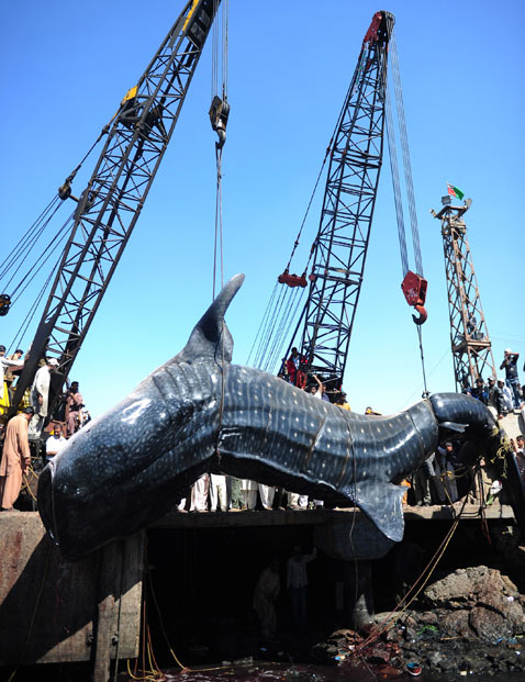 8145 Мертвую китовую акулу, найденную у побережья Пакистана, продали за $19 тыс.