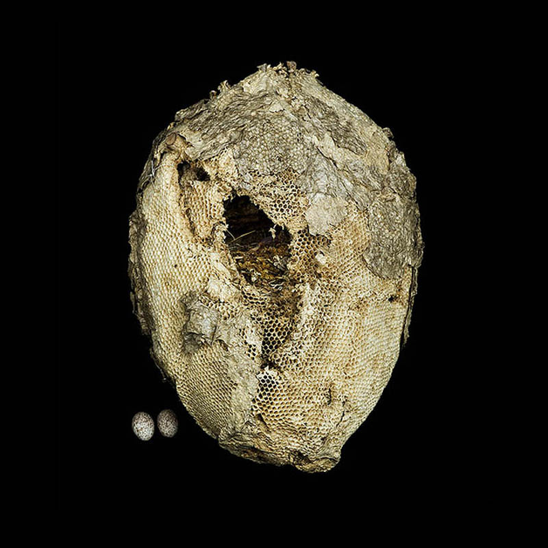 Wild Honey Comb with Golden Masked Tanager Nest inside sharon beals     